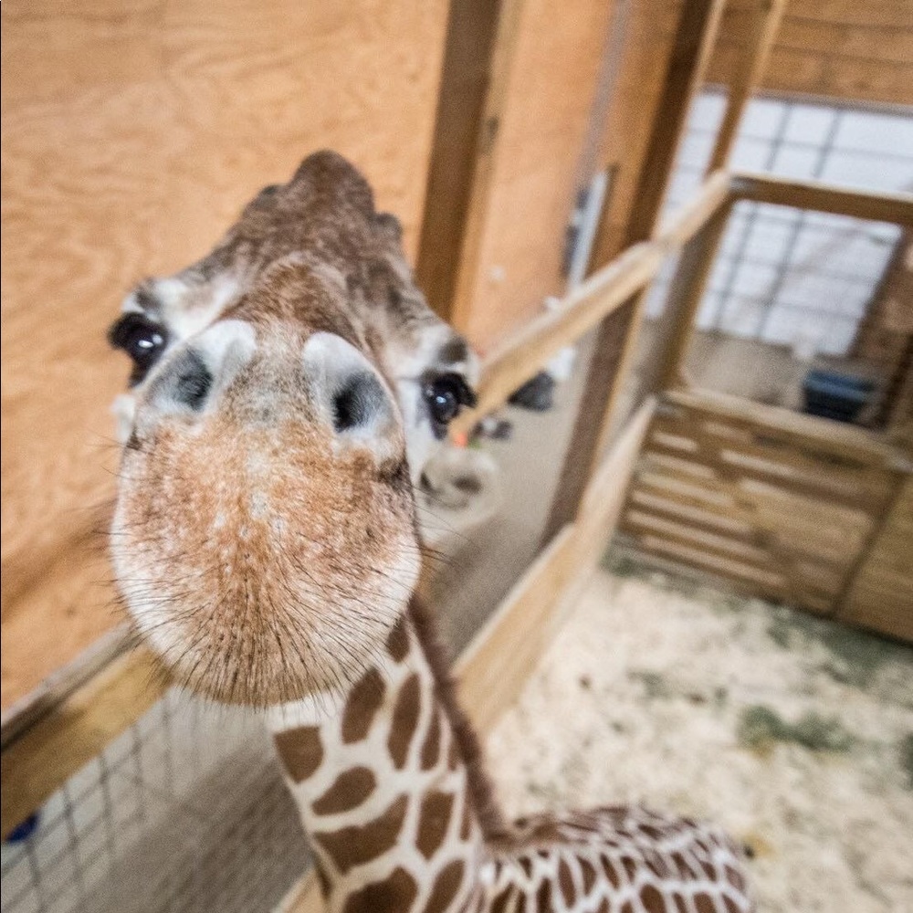 Meet your Posher, Michelle